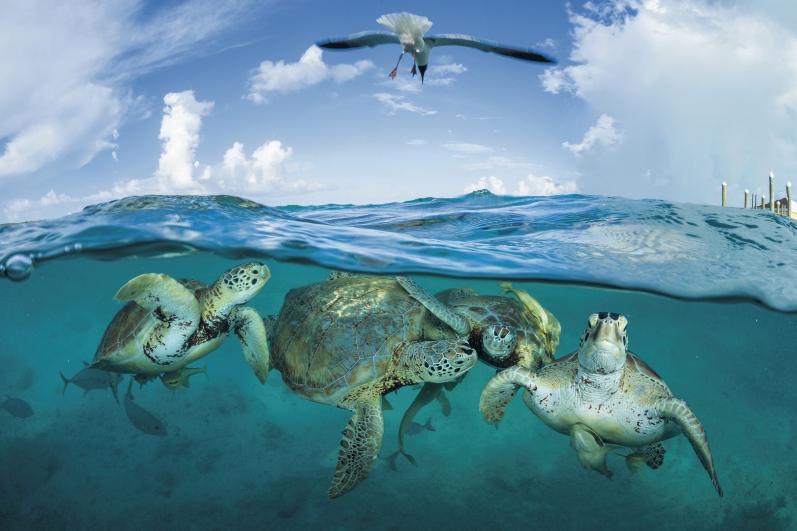 Thomas Peschak NatGeo