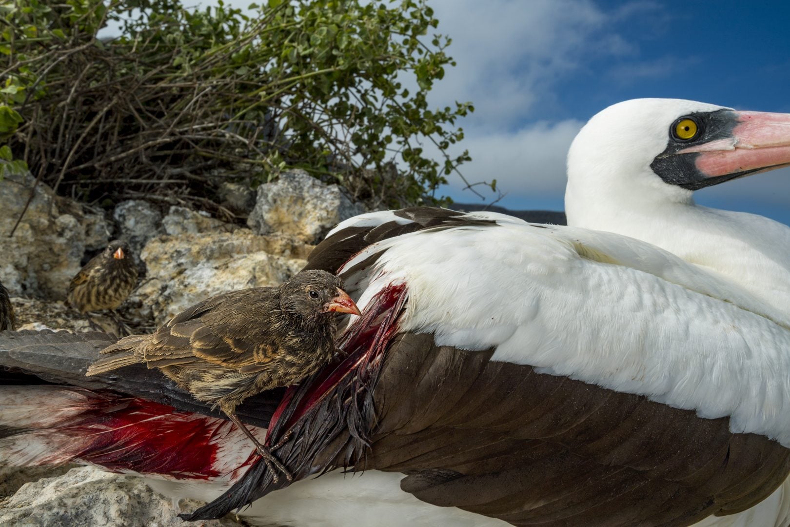 Thomas Peschak NatGeo