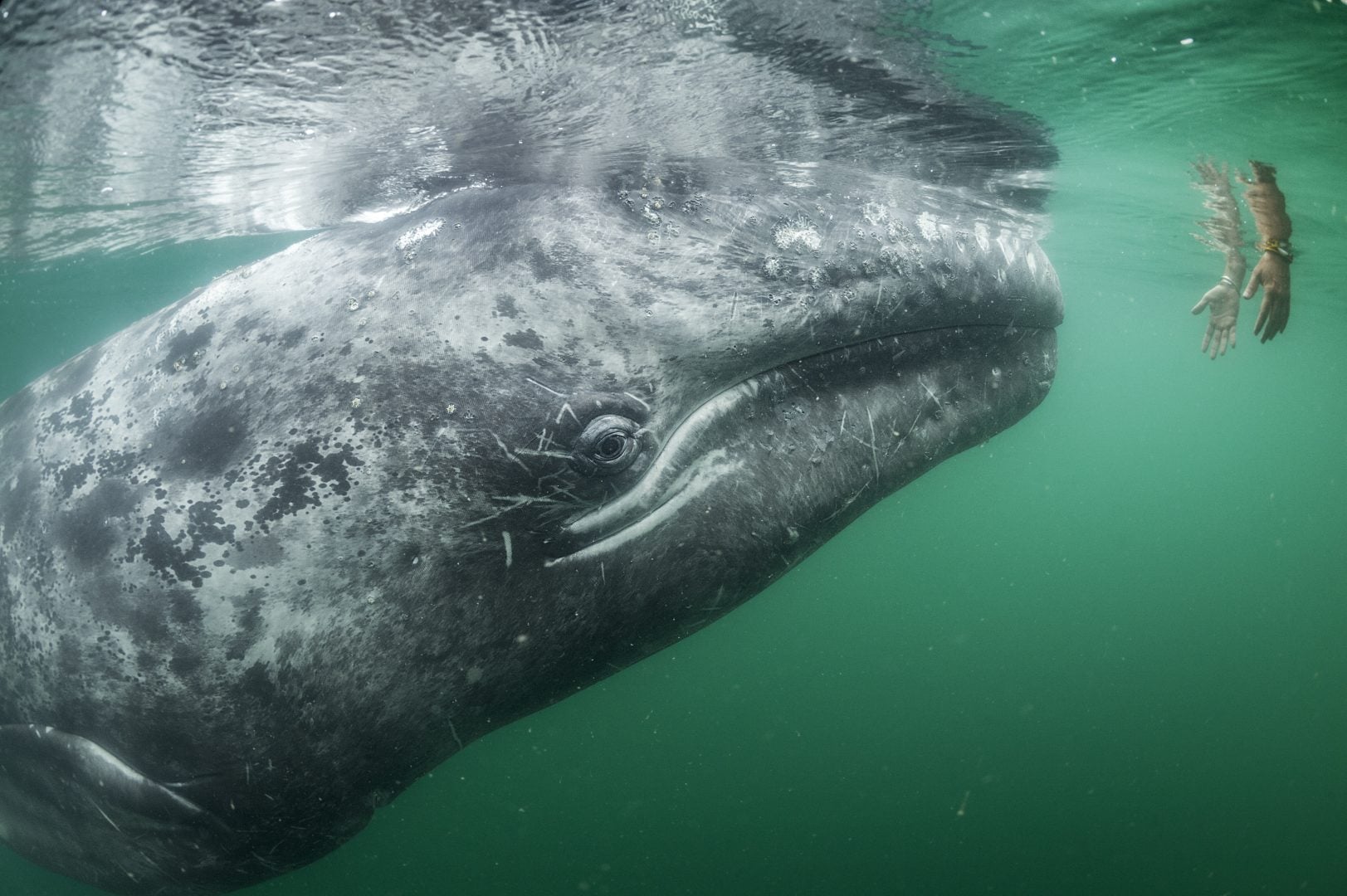 Thomas Peschak NatGeo