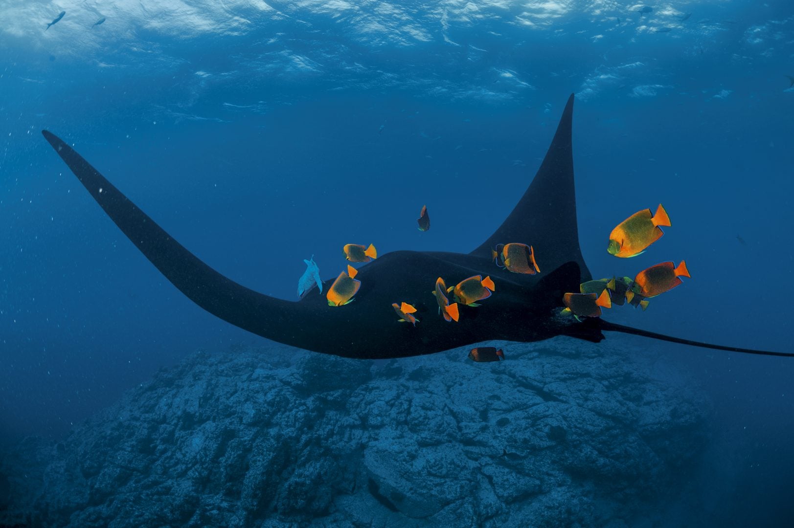 Thomas Peschak NatGeo