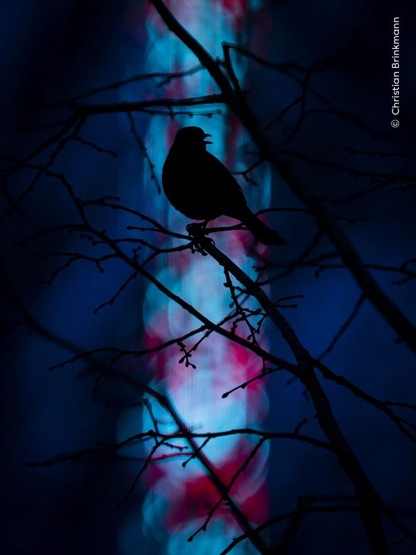 Wildlife Photographer of the Year people's choice 2024