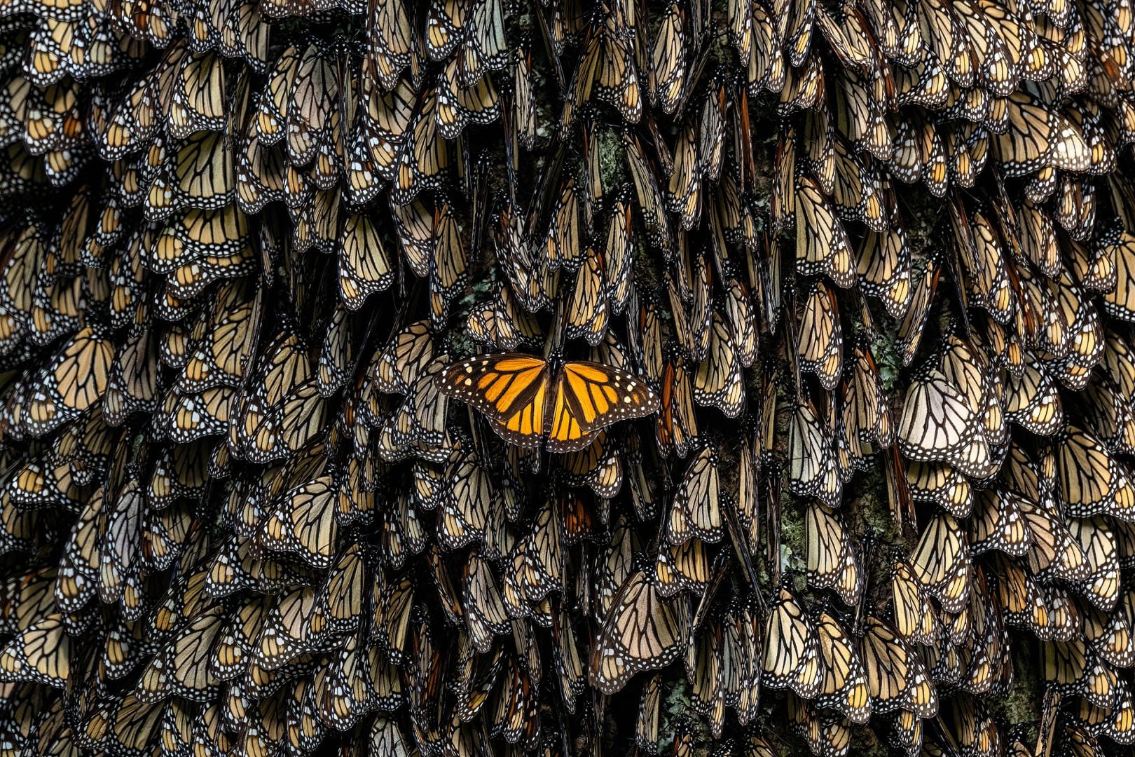Nature's Best Photography 2024