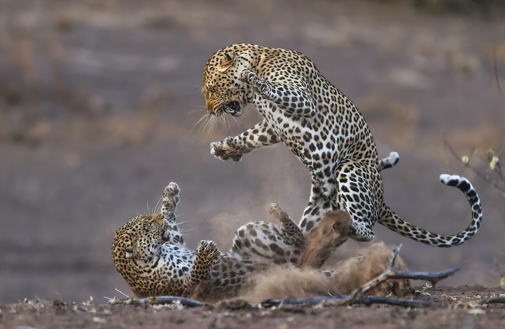Nature's Best Photography 2024