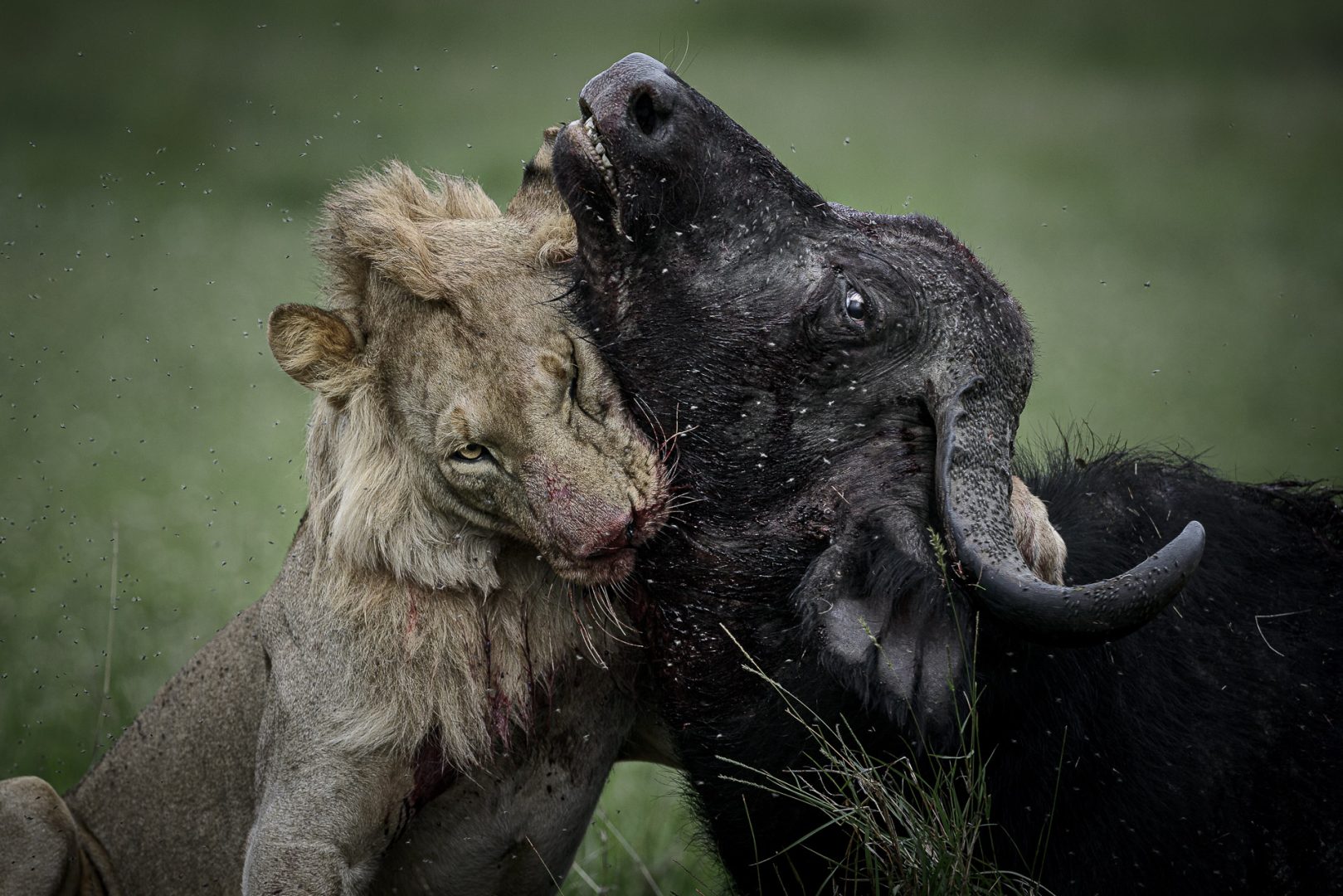Now you can own this rare collector's edition book set of wildlife fine art photography