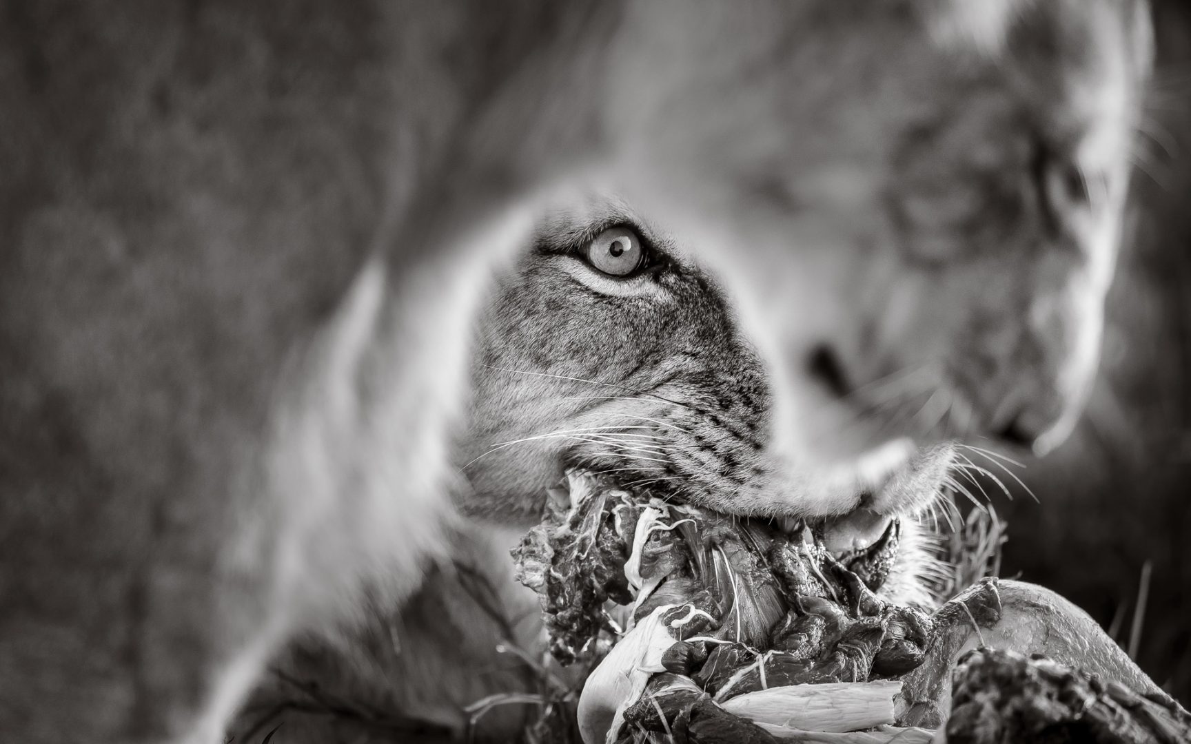 Now you can own this rare collector's edition book set of wildlife fine art photography