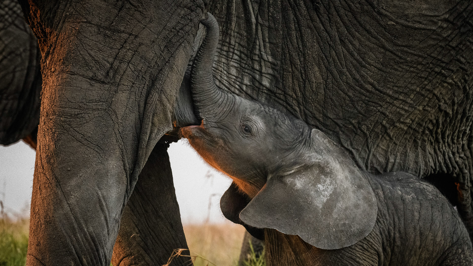 Now you can own this rare collector's edition book set of wildlife fine art photography