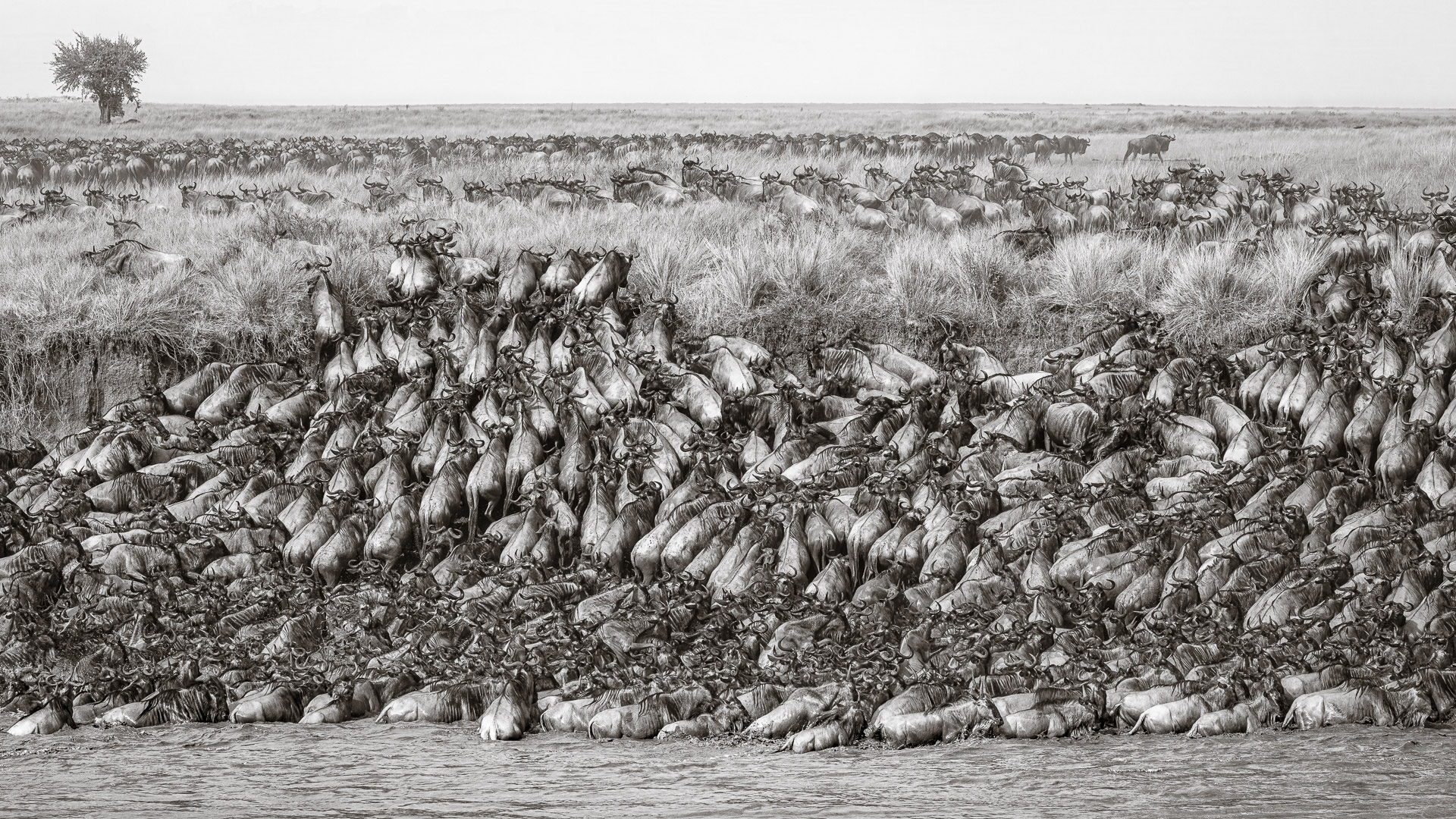 Now you can own this rare collector's edition book set of wildlife fine art photography