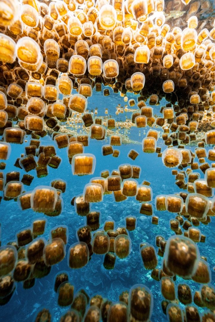 This award winning photographer free dives for the perfect shot