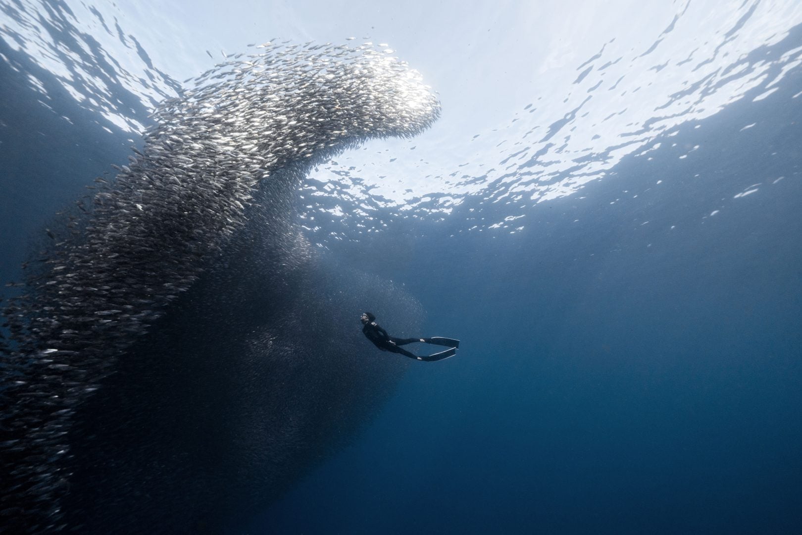 This award winning photographer free dives for the perfect shot