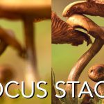 focus stacking
