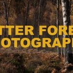 forest photography