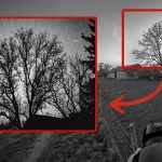 photographing tree in broad daylight