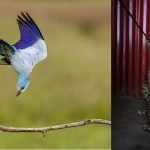 Wildlife Photographer of the Year people's choice 2024