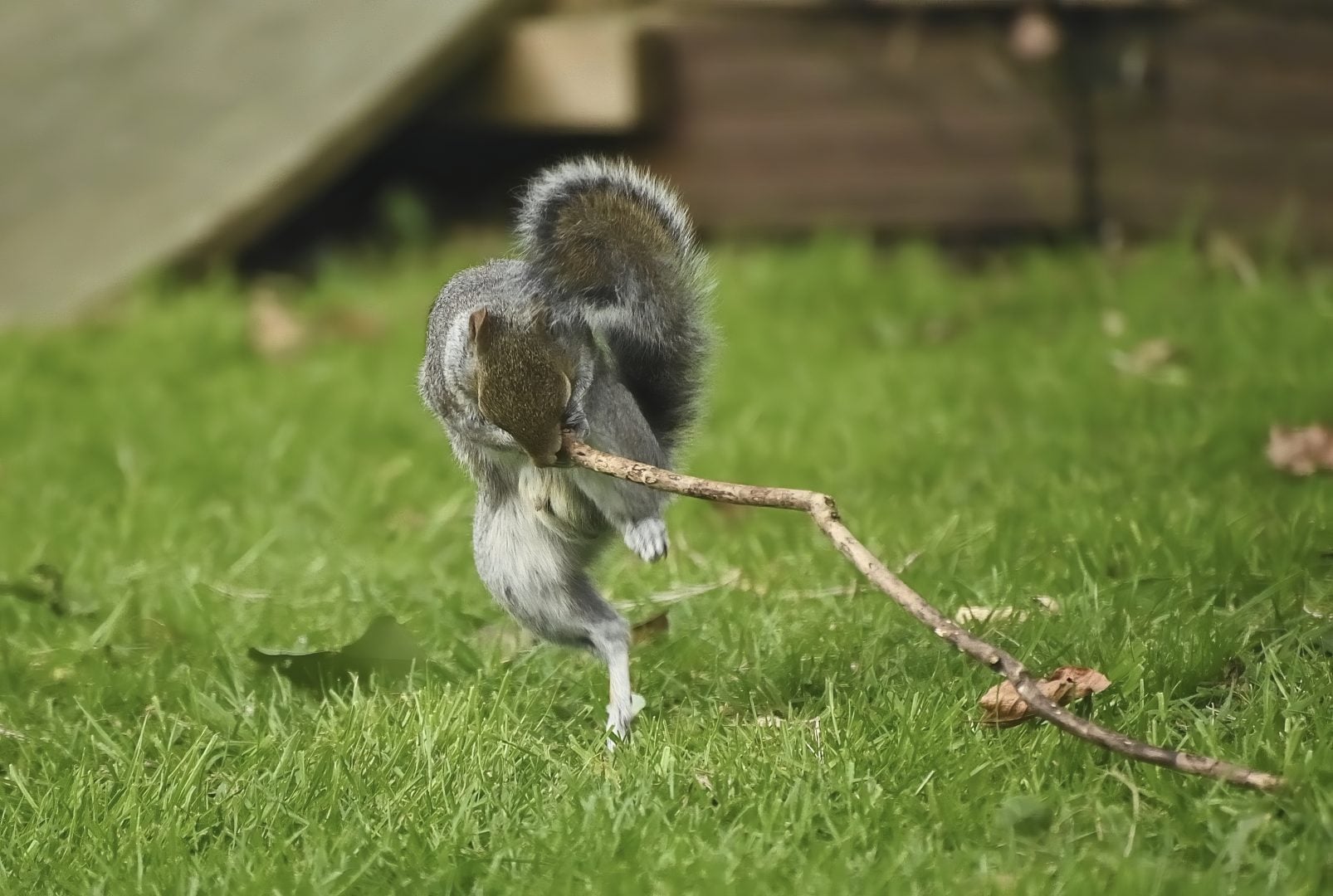 comedy wildlife portfolio 2024