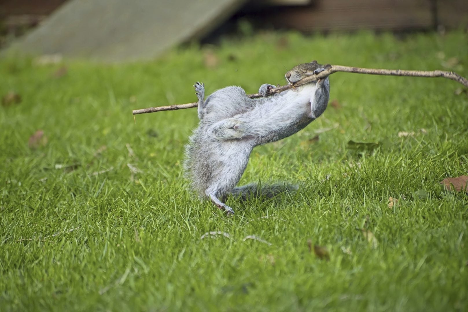 comedy wildlife portfolio 2024
