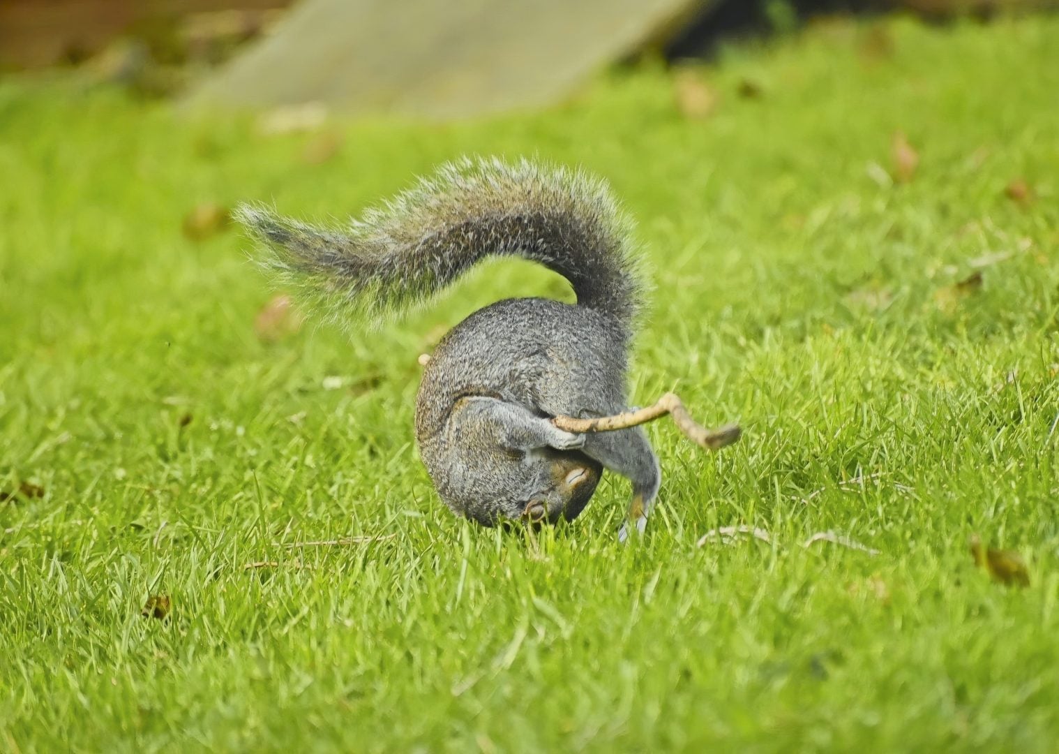 comedy wildlife portfolio 2024