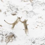 snow leopards NPOTY 2024