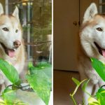 Adobe Reflection Removal