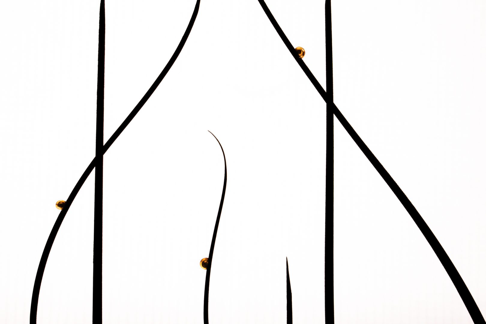 Nature inFocus Photography Awards 2024