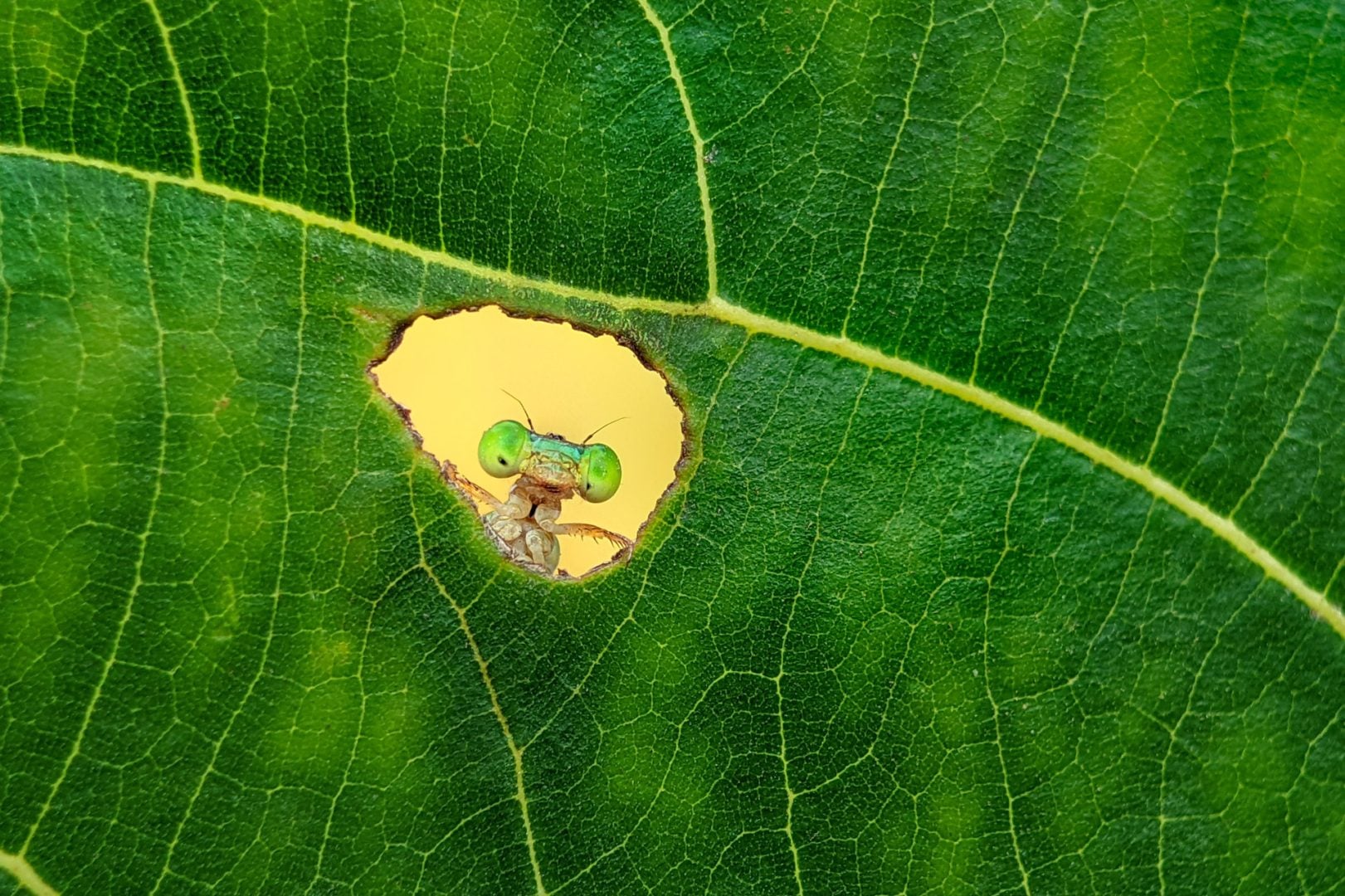 Nature inFocus Photography Awards 2024