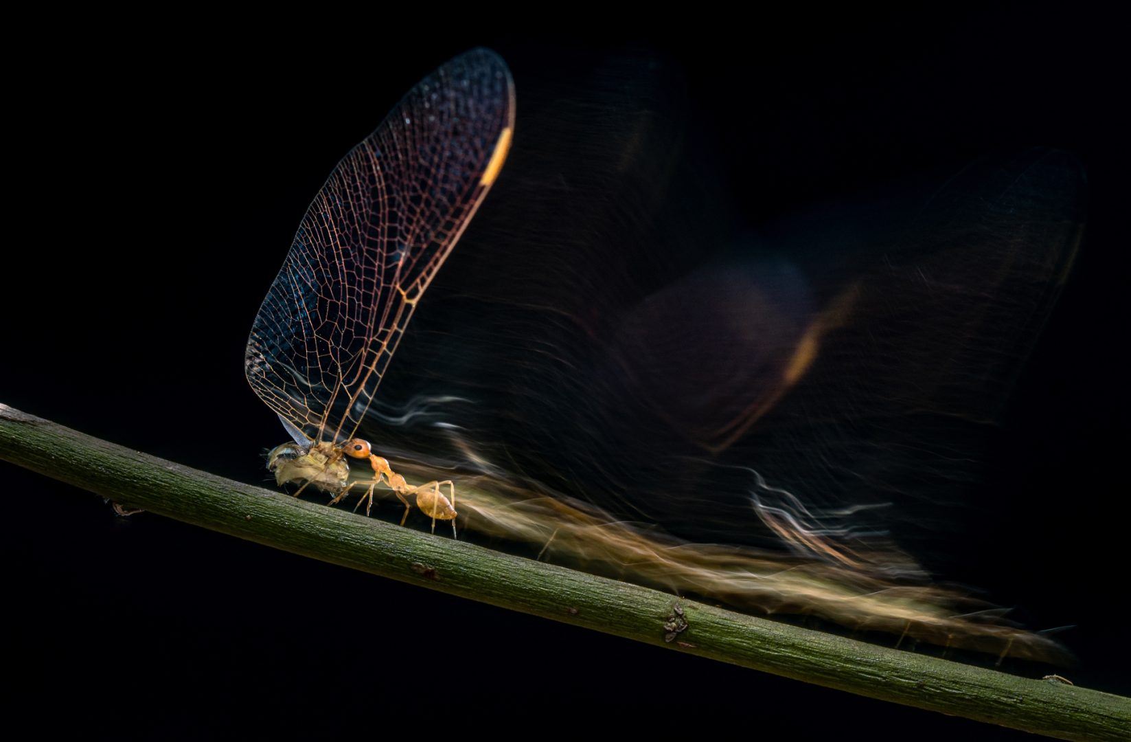 Nature inFocus 2024 runner ups