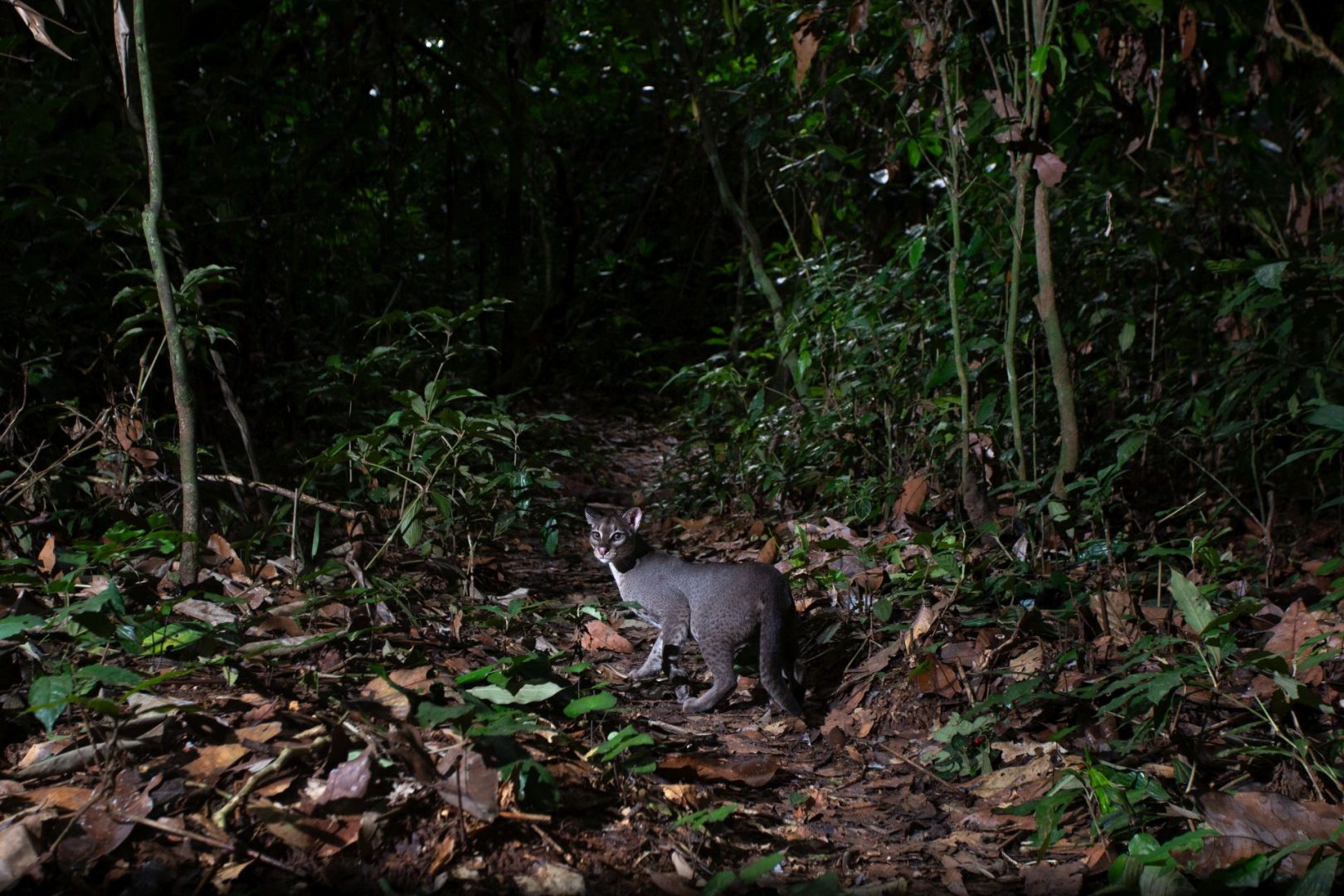 rainforest wildlife photography camera trap