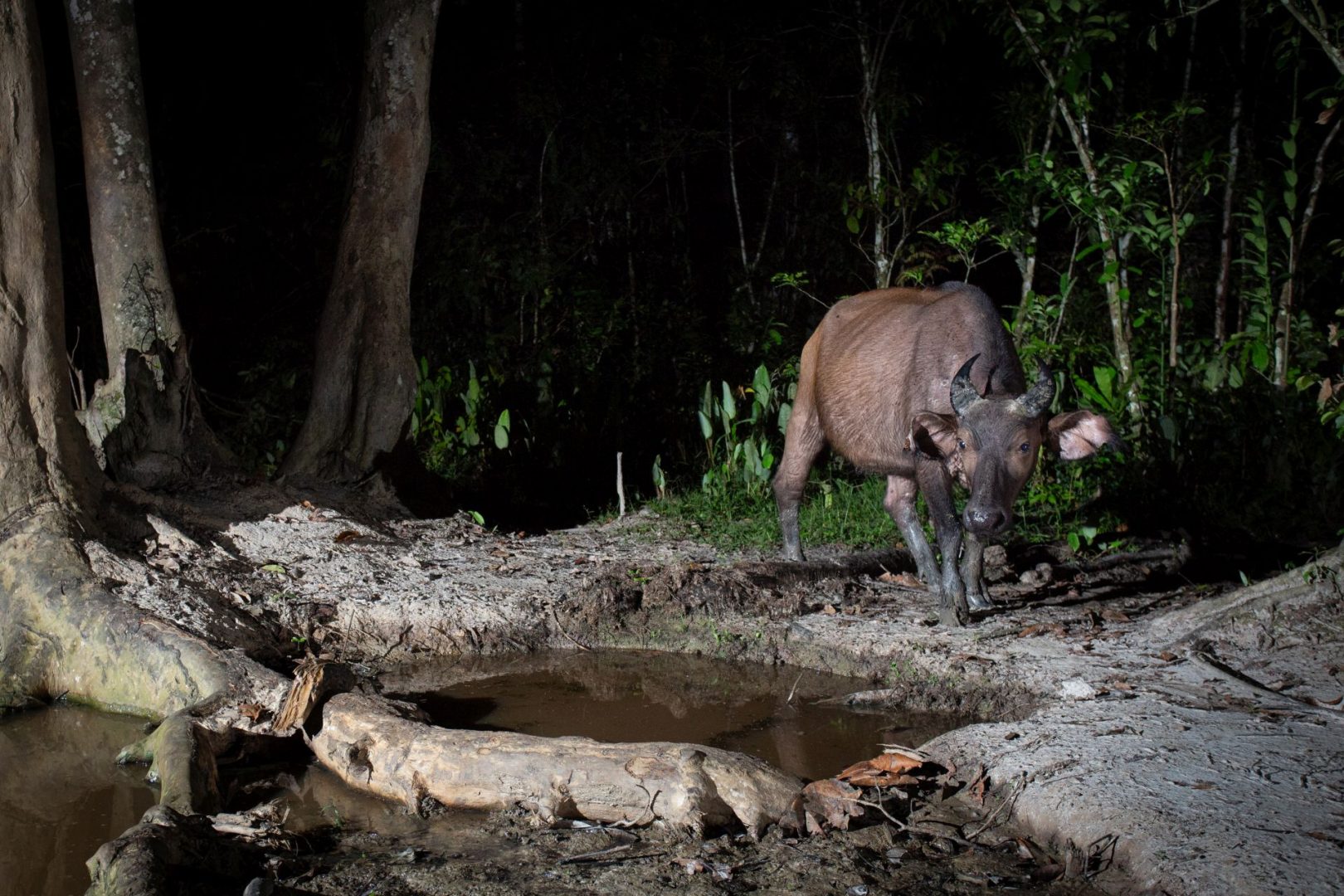 rainforest wildlife photography camera trap