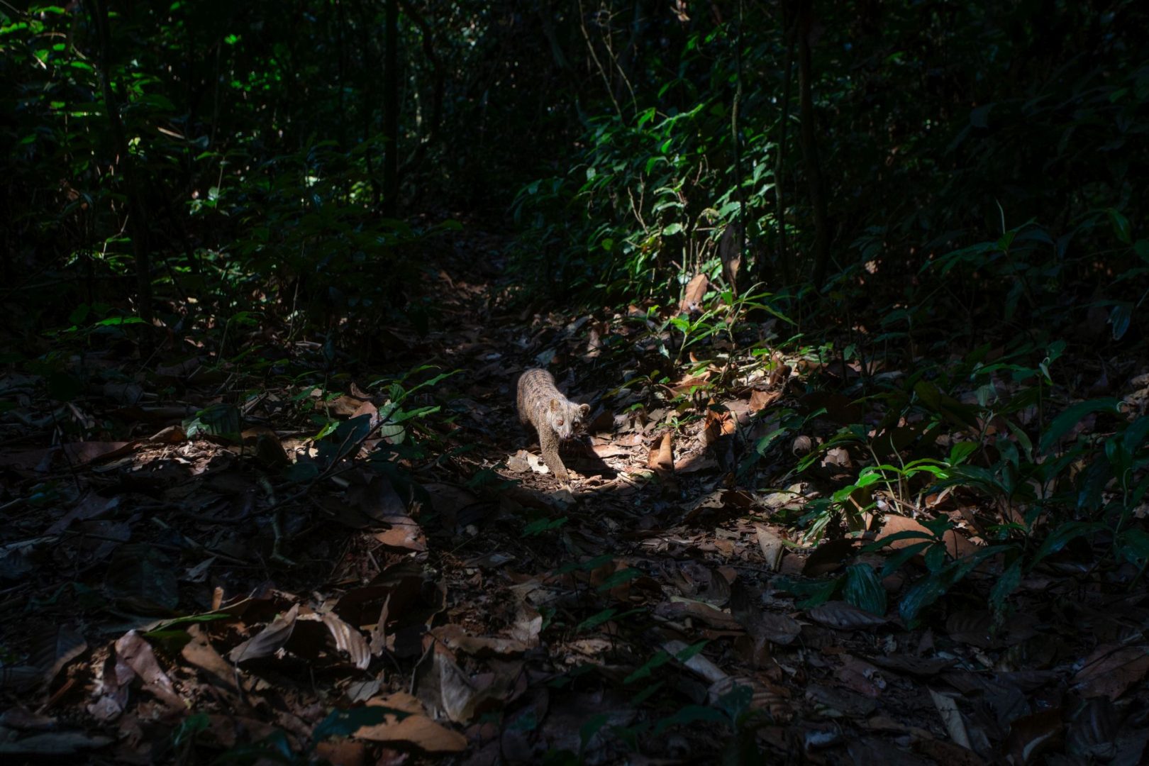 wildlife camera trap