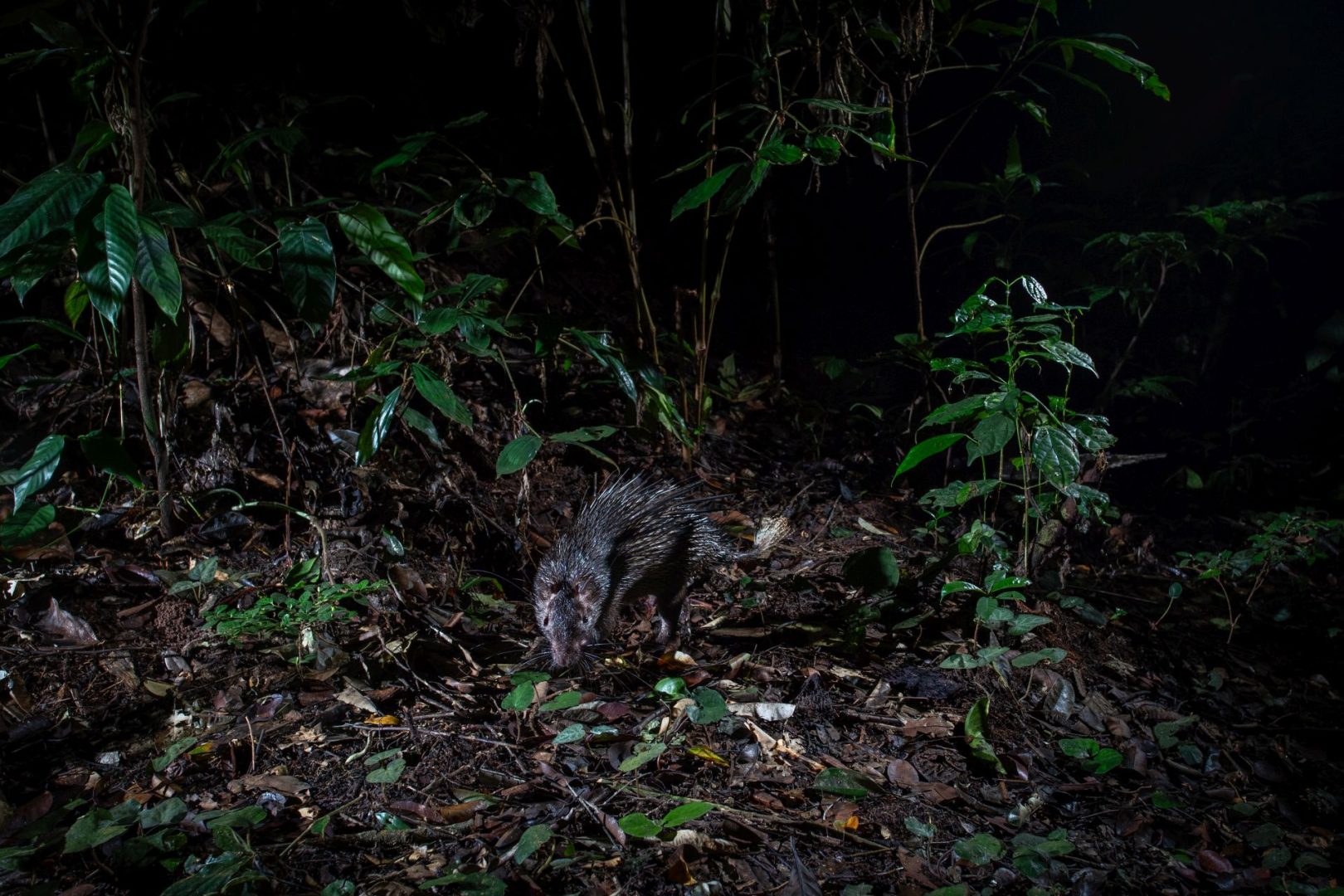 rainforest wildlife photography camera trap