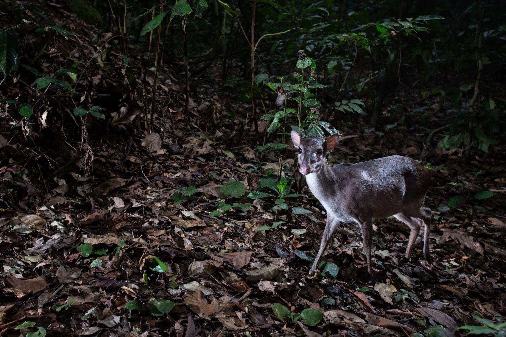 wildlife camera trap