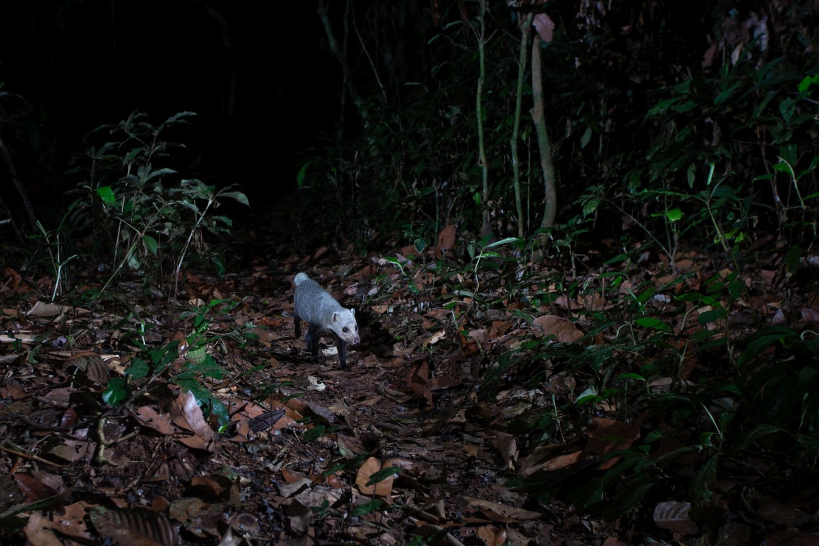 rainforest wildlife photography camera trap