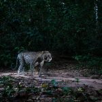 rainforest wildlife photography camera trap