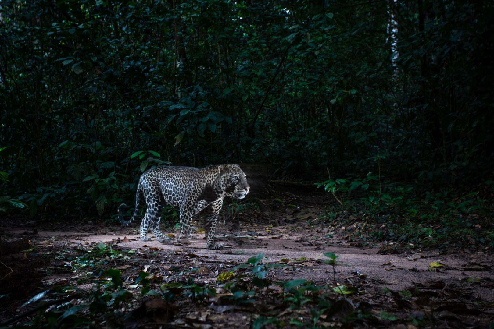 camera trap wildlife photography