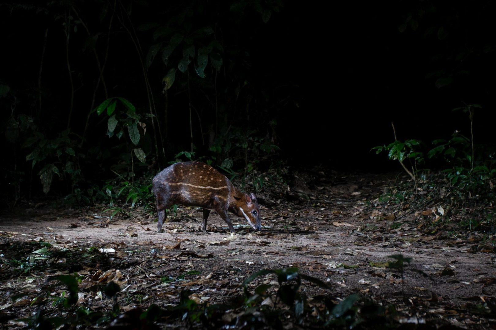 wildlife camera trap