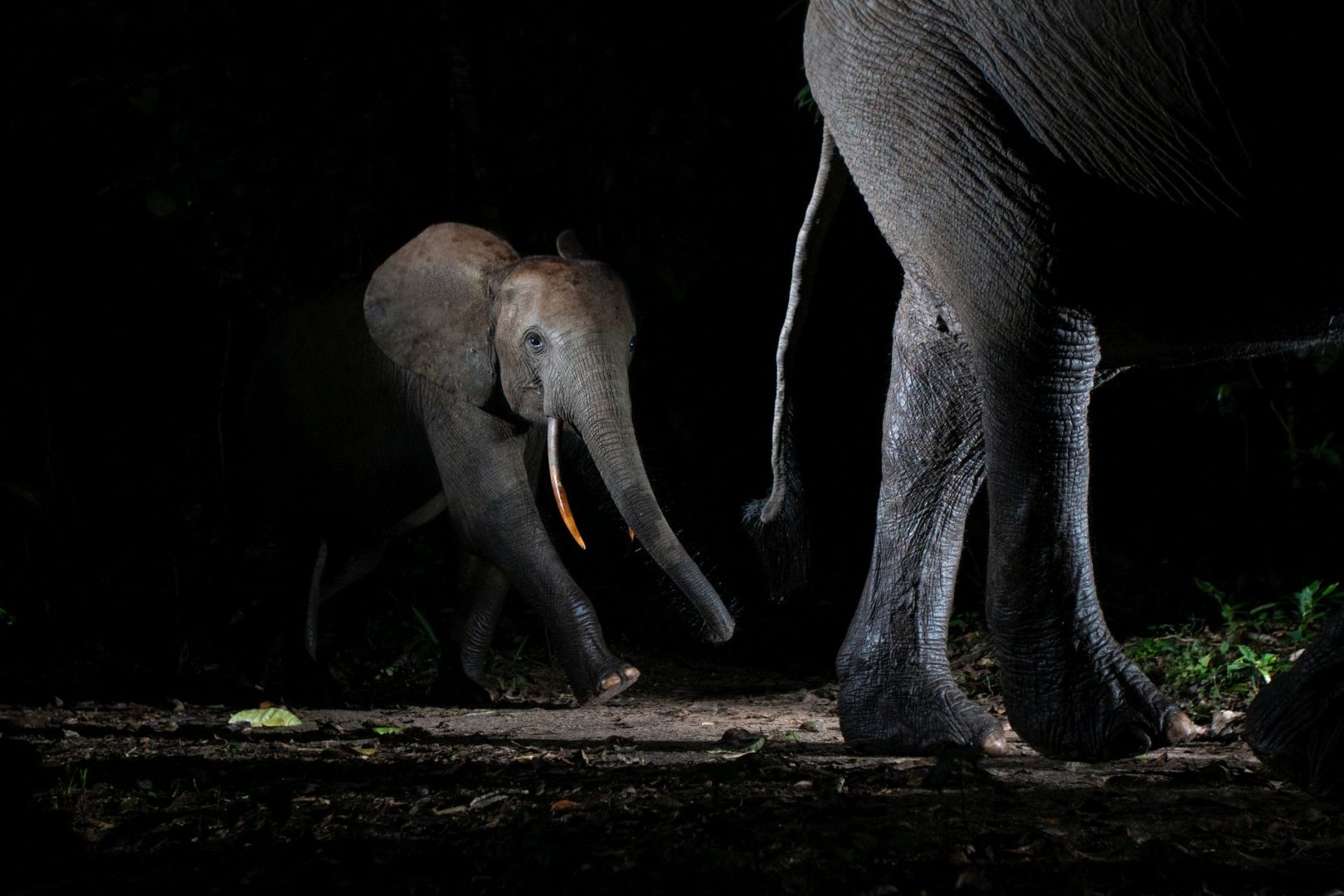 wildlife camera trap