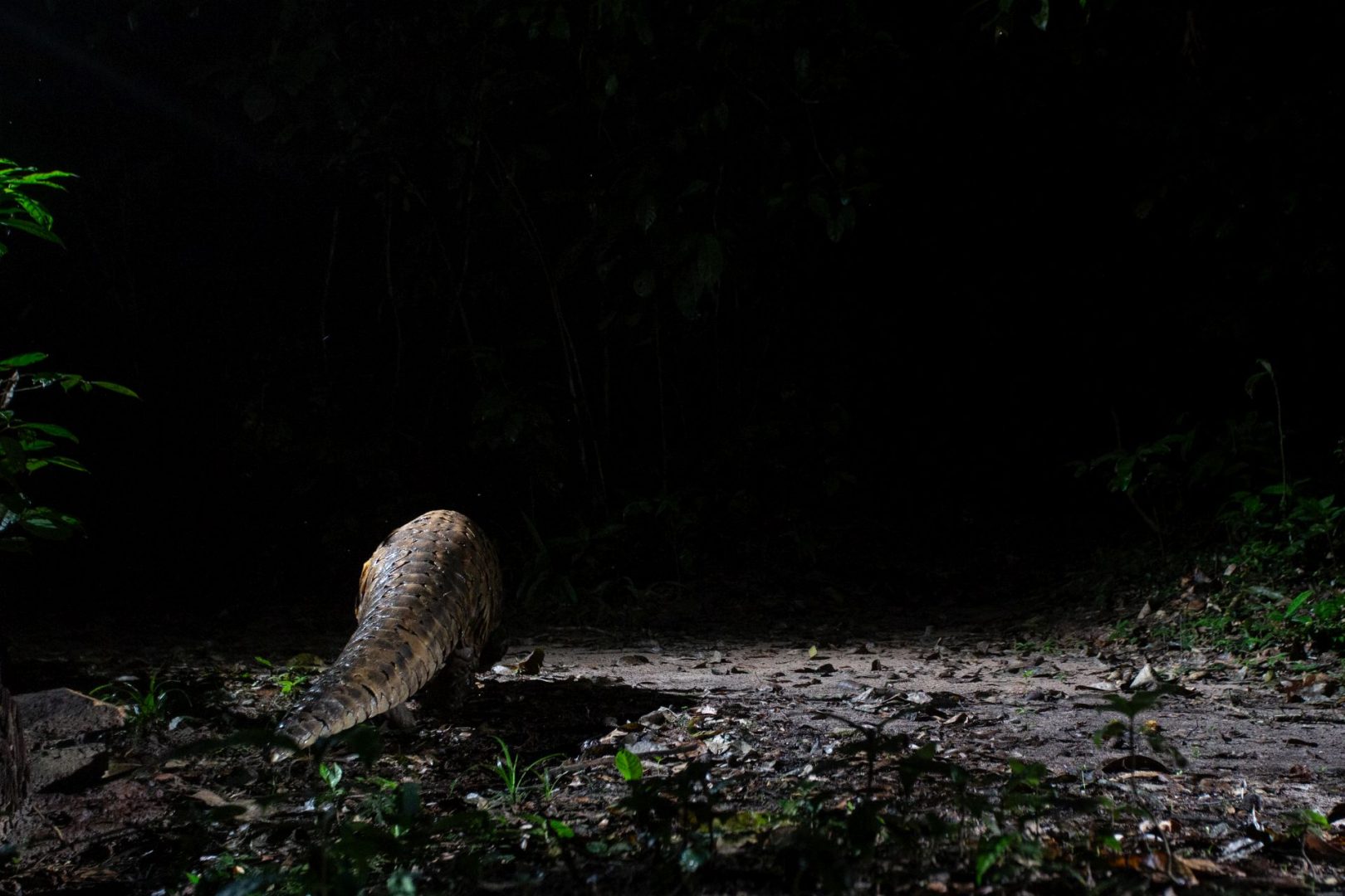 rainforest wildlife photography camera trap