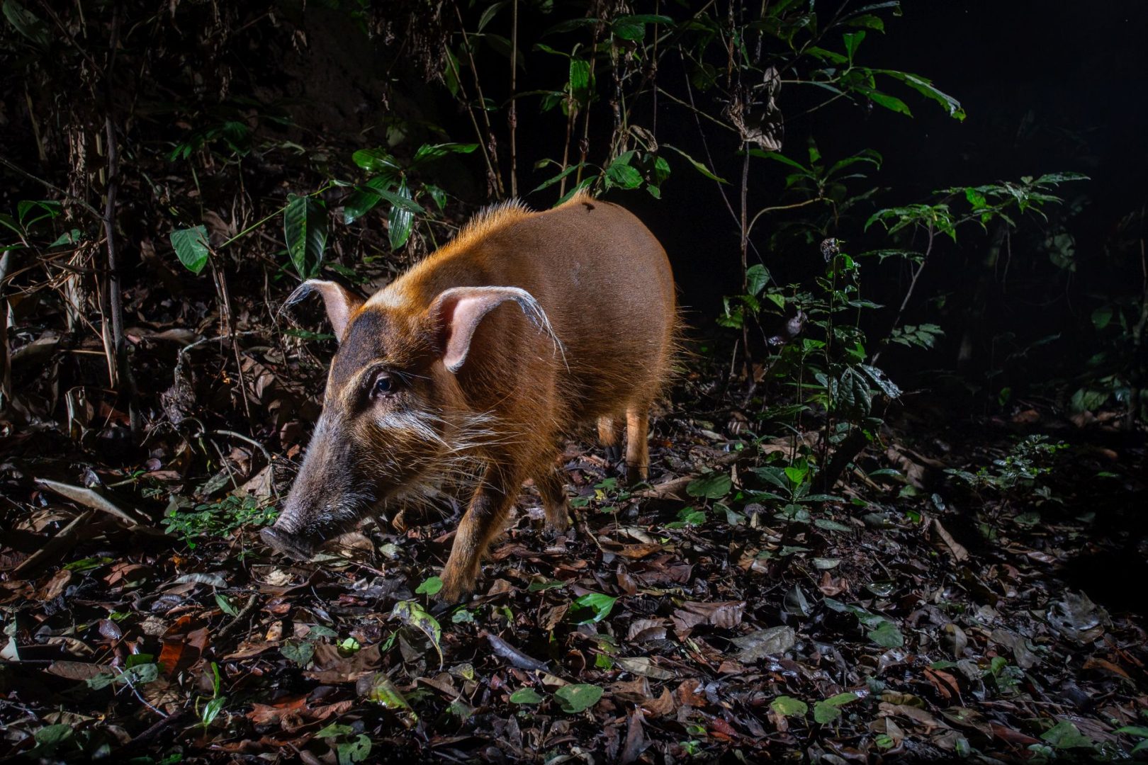 rainforest wildlife photography camera trap