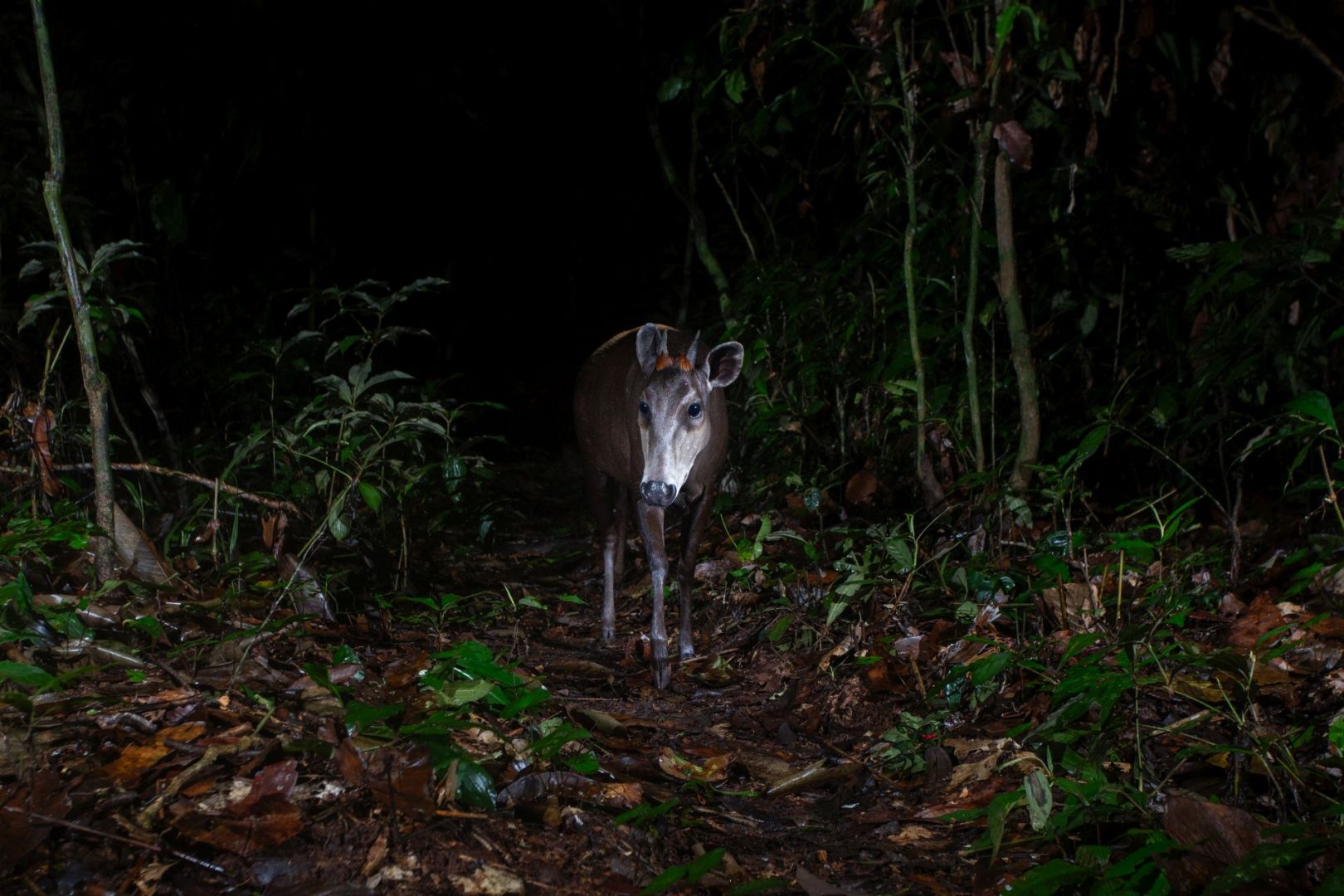 rainforest wildlife photography camera trap