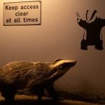 Wildlife Photographer of the Year 2025 people's choice