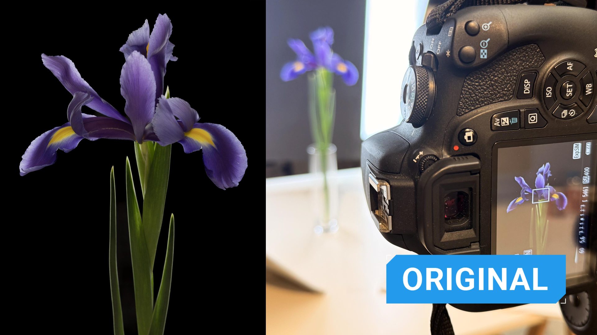 Photographing Flowers in the Studio: A Simple Approach for Stunning Results