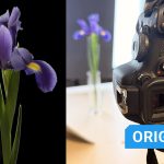 Photographing Flowers in the Studio: A Simple Approach for Stunning Results