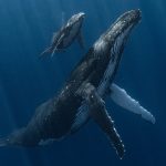 Intimate image of whale calf and mother win 2025 Underwater Photographer of the Year