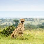 These never-before-seen entries to the Comedy Wildlife Awards will make your day