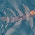 An aerial view of a shortfin mako shark swimming in the ocean with an octopus clinging to its back. The unusual interaction was captured during a marine expedition in New Zealand’s Hauraki Gulf.