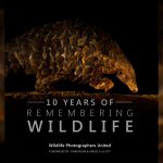 Remembering Wildlife Celebrates 10 Years with Stunning New Photography Book