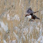 gdt nature photographer