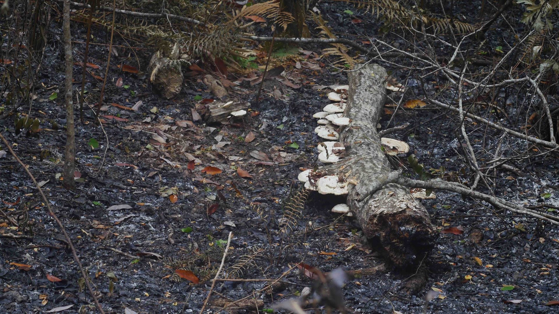 Fungi in forest fire Enlarger Lenses