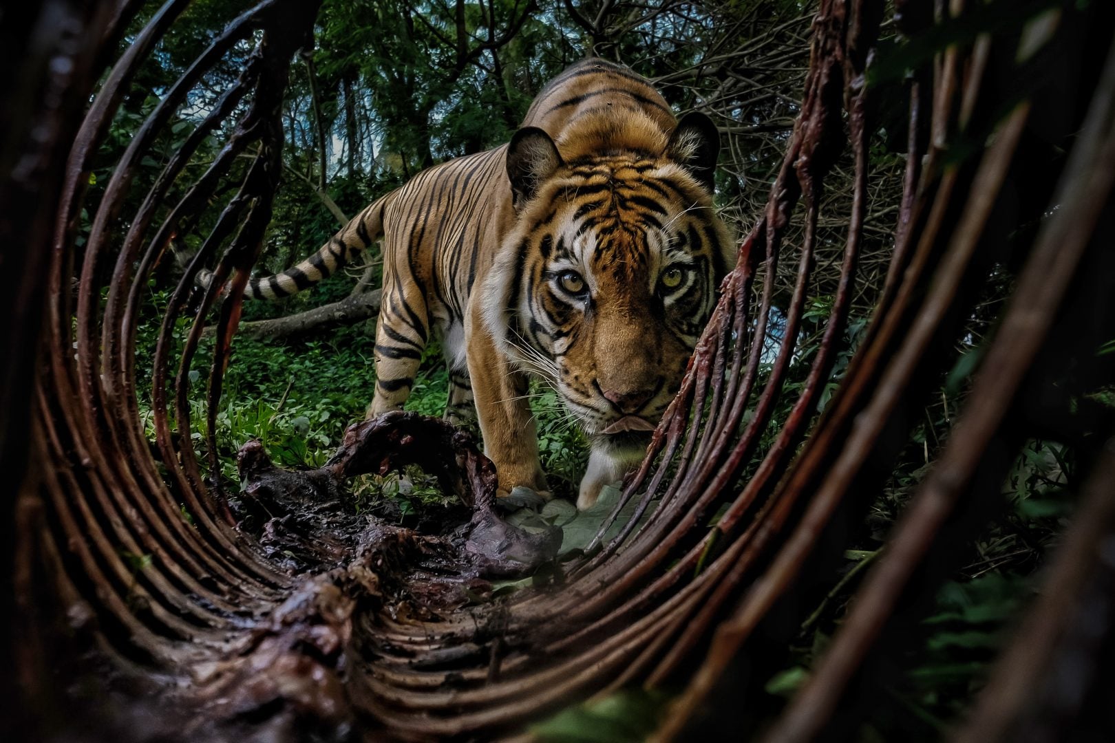 Environmental Photographer of the Year