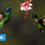 From the Catwalk to Branches: This Photographer Switched From Shooting Fashion to Birds