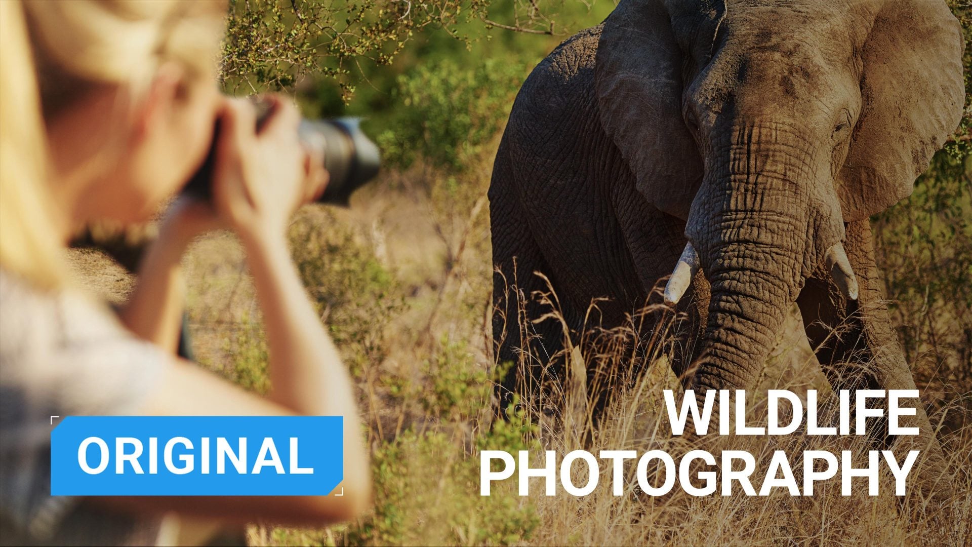 The Ultimate Wildlife Photography Guide: Gear, Tips & Ethics